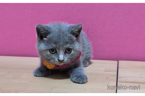 成約済の東京都のブリティッシュショートヘア-100755の5枚目